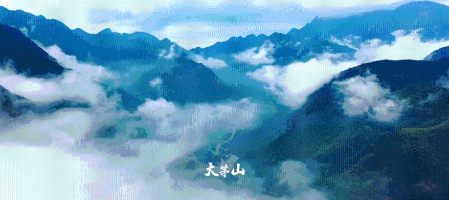 逃离棕榈树森林